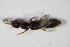  ( - GBOL_Col_FK_0664)  @12 [ ] CreativeCommons - Attribution Non-Commercial Share-Alike (2015) Unspecified SNSB, Zoologische Staatssammlung Muenchen