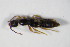  ( - GBOL_Col_FK_0665)  @13 [ ] CreativeCommons - Attribution Non-Commercial Share-Alike (2015) Unspecified SNSB, Zoologische Staatssammlung Muenchen