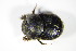  ( - GBOL_Col_FK_1527)  @11 [ ] CreativeCommons - Attribution Non-Commercial Share-Alike (2015) Unspecified SNSB, Zoologische Staatssammlung Muenchen