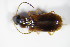  ( - GBOL_Col_FK_1528)  @12 [ ] CreativeCommons - Attribution Non-Commercial Share-Alike (2015) Unspecified SNSB, Zoologische Staatssammlung Muenchen
