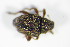  ( - GBOL_Col_FK_1550)  @12 [ ] CreativeCommons - Attribution Non-Commercial Share-Alike (2015) Unspecified SNSB, Zoologische Staatssammlung Muenchen