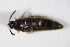  ( - GBOL_Col_FK_1559)  @12 [ ] CreativeCommons - Attribution Non-Commercial Share-Alike (2015) Unspecified SNSB, Zoologische Staatssammlung Muenchen