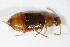  ( - GBOL_Col_FK_1573)  @11 [ ] CreativeCommons - Attribution Non-Commercial Share-Alike (2015) Unspecified SNSB, Zoologische Staatssammlung Muenchen