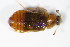  ( - GBOL_Col_FK_1574)  @11 [ ] CreativeCommons - Attribution Non-Commercial Share-Alike (2015) Unspecified SNSB, Zoologische Staatssammlung Muenchen