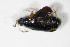  ( - GBOL_Col_FK_1576)  @12 [ ] CreativeCommons - Attribution Non-Commercial Share-Alike (2015) Unspecified SNSB, Zoologische Staatssammlung Muenchen