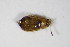  ( - GBOL_Col_FK_1577)  @12 [ ] CreativeCommons - Attribution Non-Commercial Share-Alike (2015) Unspecified SNSB, Zoologische Staatssammlung Muenchen