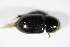  ( - GBOL_Col_FK_1591)  @12 [ ] CreativeCommons - Attribution Non-Commercial Share-Alike (2015) Unspecified SNSB, Zoologische Staatssammlung Muenchen