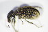  ( - GBOL_Col_FK_1619)  @12 [ ] CreativeCommons - Attribution Non-Commercial Share-Alike (2015) Unspecified SNSB, Zoologische Staatssammlung Muenchen