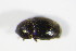  (Lamiogethes persicus - GBOL_Col_FK_1671)  @11 [ ] CreativeCommons - Attribution Non-Commercial Share-Alike (2015) Unspecified SNSB, Zoologische Staatssammlung Muenchen