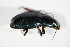  ( - GBOL_Col_FK_1673)  @12 [ ] CreativeCommons - Attribution Non-Commercial Share-Alike (2015) Unspecified SNSB, Zoologische Staatssammlung Muenchen