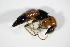  (Paederus littoralis - GBOL_Col_FK_1678)  @13 [ ] CreativeCommons - Attribution Non-Commercial Share-Alike (2015) Unspecified SNSB, Zoologische Staatssammlung Muenchen