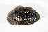  ( - GBOL_Col_FK_1679)  @11 [ ] CreativeCommons - Attribution Non-Commercial Share-Alike (2015) Unspecified SNSB, Zoologische Staatssammlung Muenchen