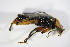  ( - GBOL_Col_FK_1685)  @13 [ ] CreativeCommons - Attribution Non-Commercial Share-Alike (2015) Unspecified SNSB, Zoologische Staatssammlung Muenchen