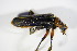  ( - GBOL_Col_FK_1686)  @12 [ ] CreativeCommons - Attribution Non-Commercial Share-Alike (2015) Unspecified SNSB, Zoologische Staatssammlung Muenchen