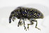  ( - GBOL_Col_FK_1687)  @13 [ ] CreativeCommons - Attribution Non-Commercial Share-Alike (2015) Unspecified SNSB, Zoologische Staatssammlung Muenchen