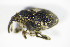  ( - GBOL_Col_FK_1688)  @12 [ ] CreativeCommons - Attribution Non-Commercial Share-Alike (2015) Unspecified SNSB, Zoologische Staatssammlung Muenchen