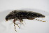  ( - GBOL_Col_FK_1712)  @12 [ ] CreativeCommons - Attribution Non-Commercial Share-Alike (2015) Unspecified SNSB, Zoologische Staatssammlung Muenchen