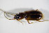  ( - GBOL_Col_FK_1720)  @12 [ ] CreativeCommons - Attribution Non-Commercial Share-Alike (2015) Unspecified SNSB, Zoologische Staatssammlung Muenchen