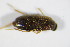  ( - GBOL_Col_FK_1753)  @12 [ ] CreativeCommons - Attribution Non-Commercial Share-Alike (2015) Unspecified SNSB, Zoologische Staatssammlung Muenchen