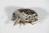  ( - GBOL_Col_FK_1754)  @12 [ ] CreativeCommons - Attribution Non-Commercial Share-Alike (2015) Unspecified SNSB, Zoologische Staatssammlung Muenchen
