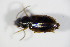  ( - GBOL_Col_FK_1765)  @11 [ ] CreativeCommons - Attribution Non-Commercial Share-Alike (2015) Unspecified SNSB, Zoologische Staatssammlung Muenchen