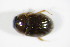  (Cercyon laminatus - GBOL_Col_FK_1767)  @13 [ ] CreativeCommons - Attribution Non-Commercial Share-Alike (2015) Unspecified SNSB, Zoologische Staatssammlung Muenchen