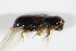  ( - GBOL_Col_FK_1768)  @12 [ ] CreativeCommons - Attribution Non-Commercial Share-Alike (2015) Unspecified SNSB, Zoologische Staatssammlung Muenchen