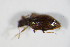  ( - GBOL_Col_FK_1781)  @12 [ ] CreativeCommons - Attribution Non-Commercial Share-Alike (2015) Unspecified SNSB, Zoologische Staatssammlung Muenchen