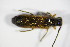  ( - GBOL_Col_FK_1802)  @12 [ ] CreativeCommons - Attribution Non-Commercial Share-Alike (2015) Unspecified SNSB, Zoologische Staatssammlung Muenchen