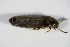  ( - GBOL_Col_FK_1814)  @12 [ ] CreativeCommons - Attribution Non-Commercial Share-Alike (2015) Unspecified SNSB, Zoologische Staatssammlung Muenchen