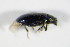  ( - GBOL_Col_FK_1819)  @12 [ ] CreativeCommons - Attribution Non-Commercial Share-Alike (2015) Unspecified SNSB, Zoologische Staatssammlung Muenchen