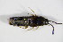  ( - GBOL_Col_FK_1820)  @11 [ ] CreativeCommons - Attribution Non-Commercial Share-Alike (2015) Unspecified SNSB, Zoologische Staatssammlung Muenchen