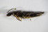 ( - GBOL_Col_FK_1821)  @12 [ ] CreativeCommons - Attribution Non-Commercial Share-Alike (2015) Unspecified SNSB, Zoologische Staatssammlung Muenchen