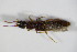  ( - GBOL_Col_FK_1826)  @13 [ ] CreativeCommons - Attribution Non-Commercial Share-Alike (2015) Unspecified SNSB, Zoologische Staatssammlung Muenchen