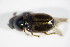  ( - GBOL_Col_FK_1849)  @12 [ ] CreativeCommons - Attribution Non-Commercial Share-Alike (2015) Unspecified SNSB, Zoologische Staatssammlung Muenchen