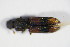  ( - GBOL_Col_FK_1855)  @13 [ ] CreativeCommons - Attribution Non-Commercial Share-Alike (2015) Unspecified SNSB, Zoologische Staatssammlung Muenchen