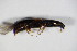  ( - GBOL_Col_FK_1882)  @12 [ ] CreativeCommons - Attribution Non-Commercial Share-Alike (2015) Unspecified SNSB, Zoologische Staatssammlung Muenchen