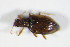  ( - GBOL_Col_FK_1887)  @13 [ ] CreativeCommons - Attribution Non-Commercial Share-Alike (2015) Unspecified SNSB, Zoologische Staatssammlung Muenchen