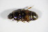  ( - GBOL_Col_FK_1905)  @11 [ ] CreativeCommons - Attribution Non-Commercial Share-Alike (2015) Unspecified SNSB, Zoologische Staatssammlung Muenchen