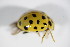  ( - GBOL_Col_FK_1926)  @12 [ ] CreativeCommons - Attribution Non-Commercial Share-Alike (2015) Unspecified SNSB, Zoologische Staatssammlung Muenchen