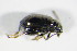  ( - GBOL_Col_FK_1929)  @11 [ ] CreativeCommons - Attribution Non-Commercial Share-Alike (2015) Unspecified SNSB, Zoologische Staatssammlung Muenchen