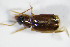  ( - GBOL_Col_FK_1949)  @12 [ ] CreativeCommons - Attribution Non-Commercial Share-Alike (2015) Unspecified SNSB, Zoologische Staatssammlung Muenchen