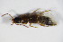  ( - GBOL_Col_FK_1950)  @11 [ ] CreativeCommons - Attribution Non-Commercial Share-Alike (2015) Unspecified SNSB, Zoologische Staatssammlung Muenchen