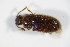  ( - GBOL_Col_FK_1953)  @12 [ ] CreativeCommons - Attribution Non-Commercial Share-Alike (2015) Unspecified SNSB, Zoologische Staatssammlung Muenchen