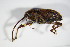  (Curculio glandium - GBOL_Col_FK_1985)  @15 [ ] CreativeCommons - Attribution Non-Commercial Share-Alike (2015) Unspecified SNSB, Zoologische Staatssammlung Muenchen