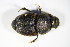  ( - GBOL_Col_FK_1999)  @13 [ ] CreativeCommons - Attribution Non-Commercial Share-Alike (2015) Unspecified SNSB, Zoologische Staatssammlung Muenchen