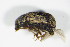  ( - GBOL_Col_FK_2003)  @11 [ ] CreativeCommons - Attribution Non-Commercial Share-Alike (2015) Unspecified SNSB, Zoologische Staatssammlung Muenchen