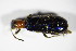  (Tillus elongatus - GBOL_Col_FK_2029)  @13 [ ] CreativeCommons - Attribution Non-Commercial Share-Alike (2015) Unspecified SNSB, Zoologische Staatssammlung Muenchen