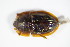  ( - GBOL_Col_FK_2056)  @13 [ ] CreativeCommons - Attribution Non-Commercial Share-Alike (2015) Unspecified SNSB, Zoologische Staatssammlung Muenchen