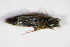 ( - GBOL_Col_FK_2070)  @11 [ ] CreativeCommons - Attribution Non-Commercial Share-Alike (2015) Unspecified SNSB, Zoologische Staatssammlung Muenchen
